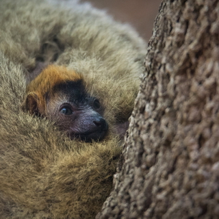 Kirindy - Baby red-fronted brown lemur